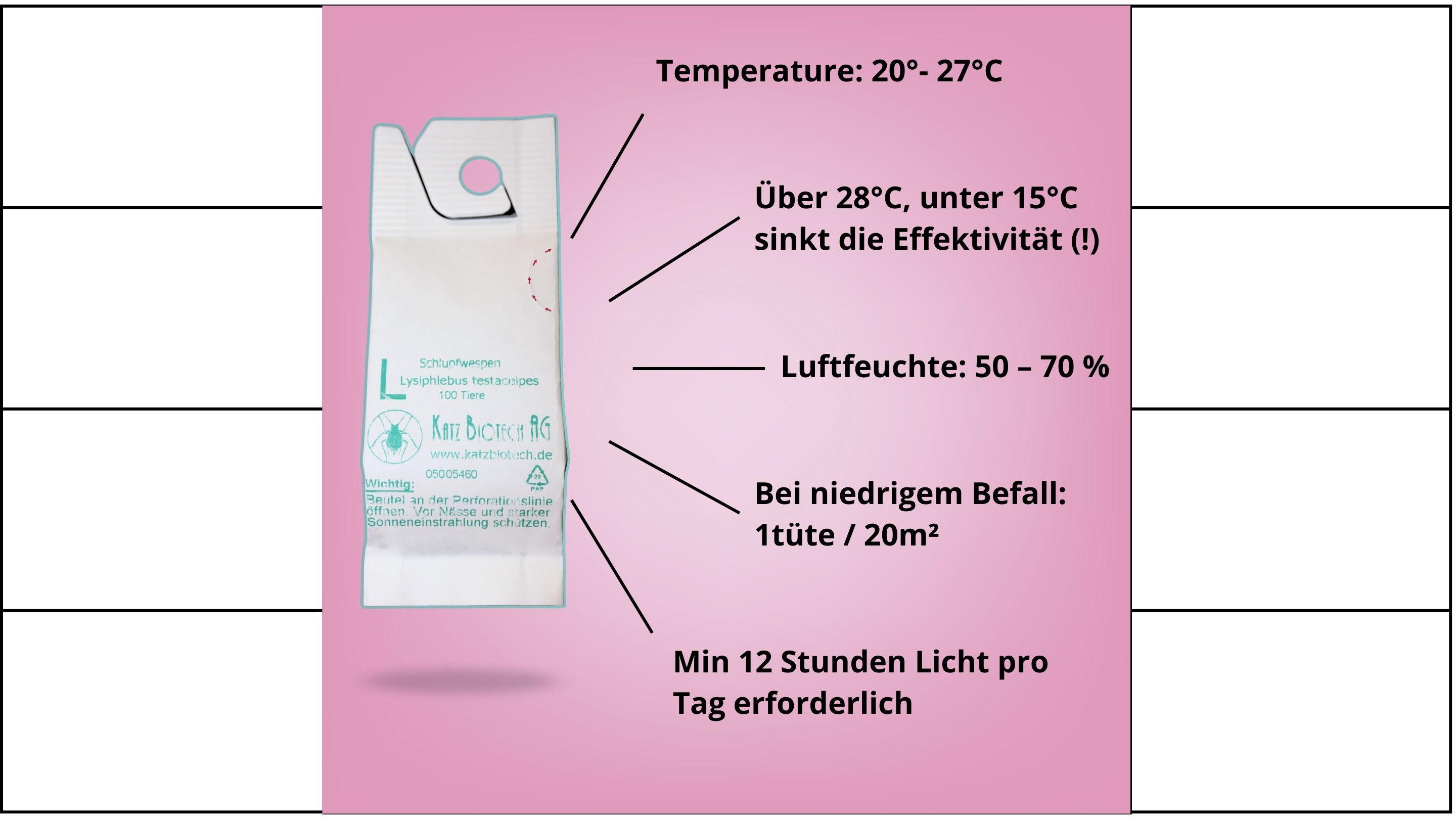 Lysiphlebus testaceipes