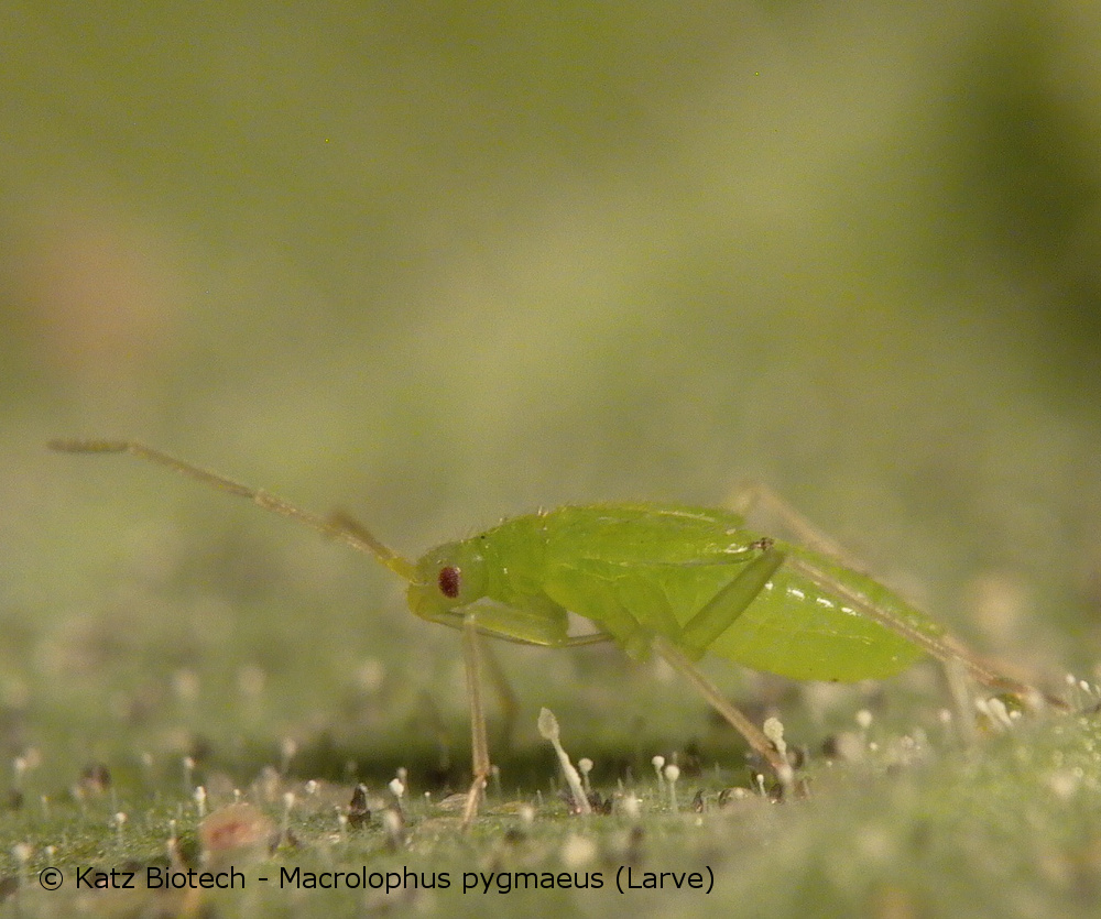 Macrolophus pygmaeus