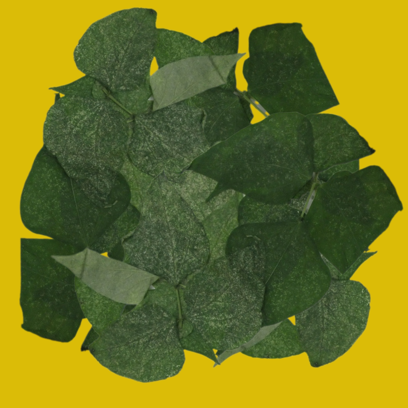 MIX P. persimilis / A.californicus