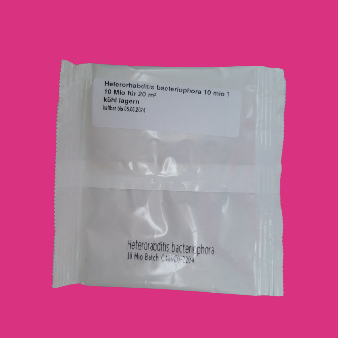 Heterorhabditis bacteriophora
