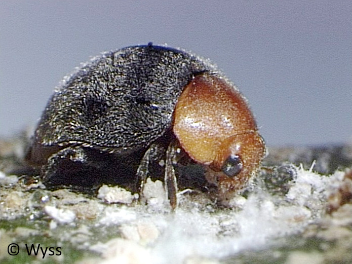 Cryptolaemus montrouzieri