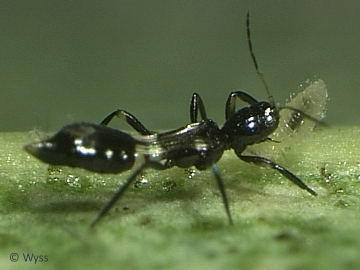 Franklinothrips vespiformis