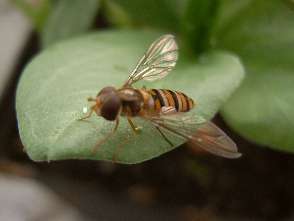 Episyrphus balteatus