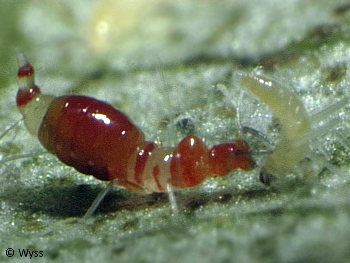 Franklinothrips vespiformis