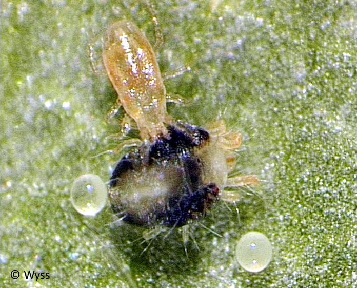 Amblyseius californicus