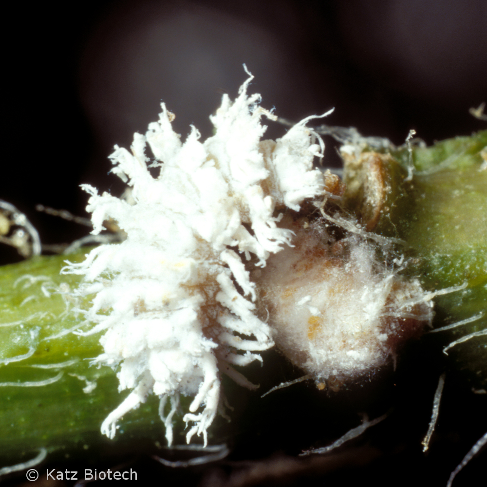 Cryptolaemus montrouzieri