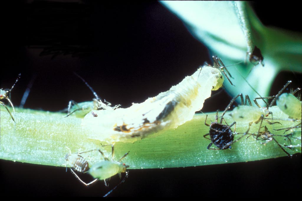 Episyrphus balteatus