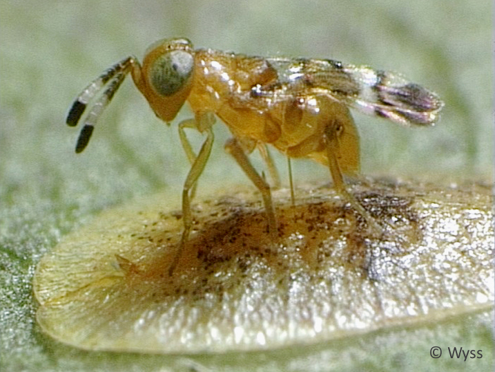 Microterys flavus