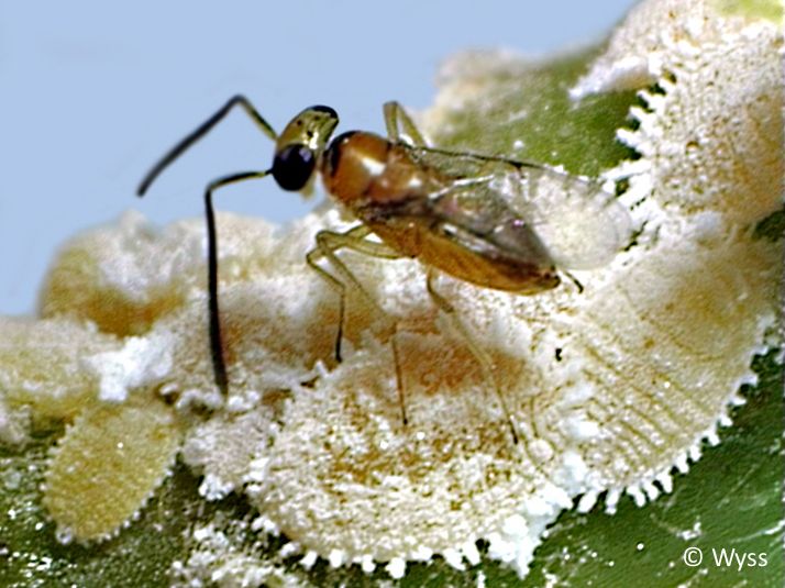 Leptomastix dactylopii