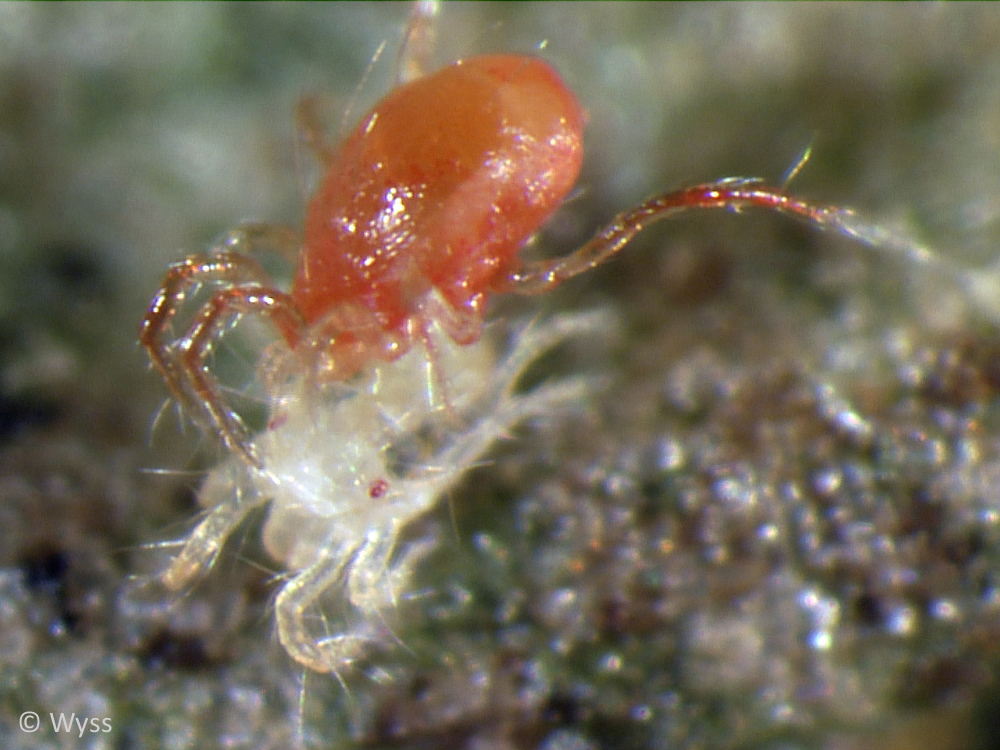 Phytoseiulus persimilis