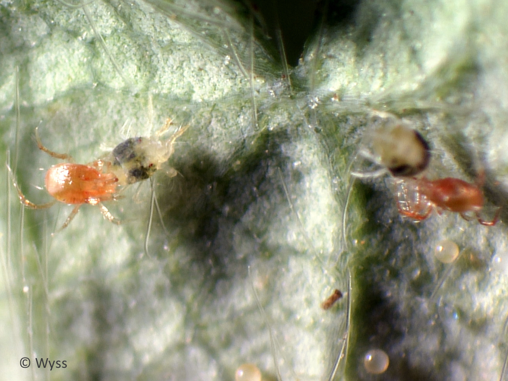 Phytoseiulus persimilis