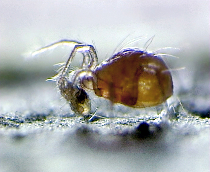 Phytoseiulus persimilis