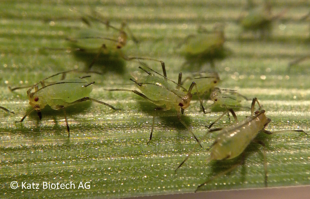 Blattläuse Lausmixbox