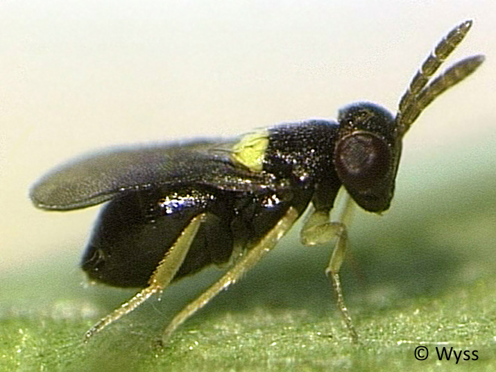 Coccophagus scutellaris