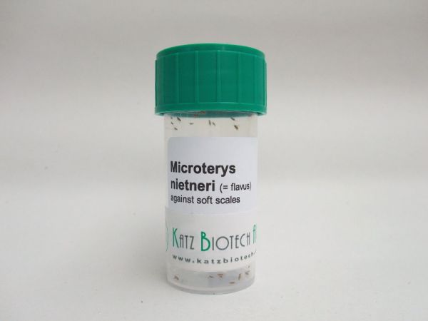 MICROTERYS-ADULTS25-PRODUKT-WEB